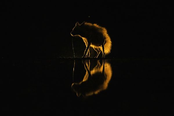 Golden Hyena thumbnail