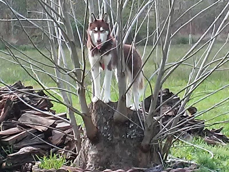 Dog in Tree Smithsonian Photo Contest Smithsonian Magazine