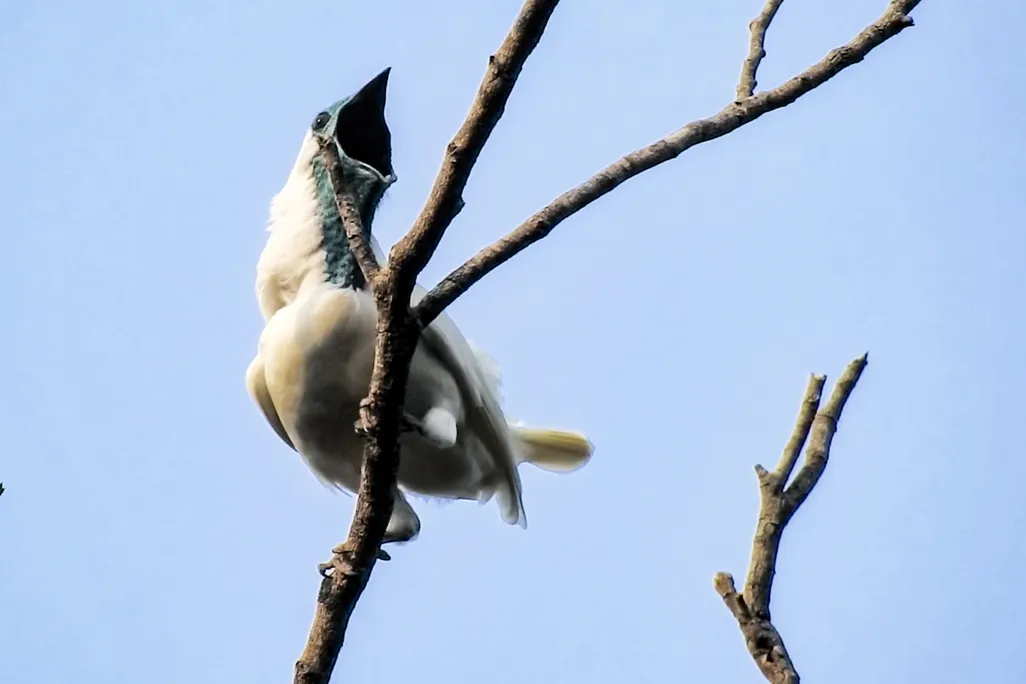 A white bird with a blue beak with its mouth wide open as it sits on a branch against a blue sky background