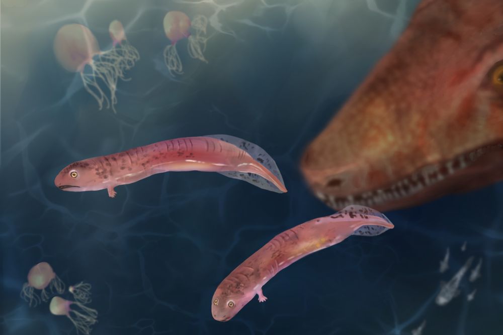an illustration of two pinkish swimming larvae with small front limbs in front of the snout of a larger crocodile-like creature