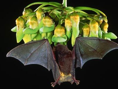 An Underwood's long-tongued bat feeds on Mucuna flowers while in flight.