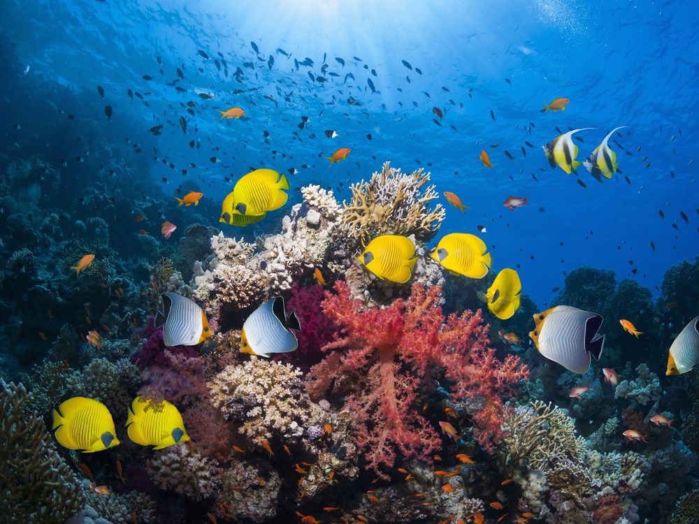A colorful underwater coral reef with a school of yellow tropical fish