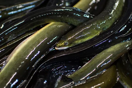 The American eel fishery has historically focused on mature eels (as shown here), which are exported around the world. But these days, there’s more money to be made from juveniles.