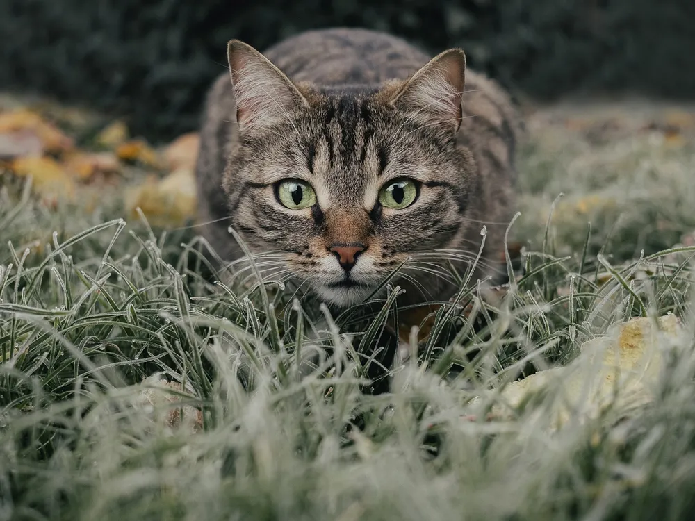 Grey cat couching in grass