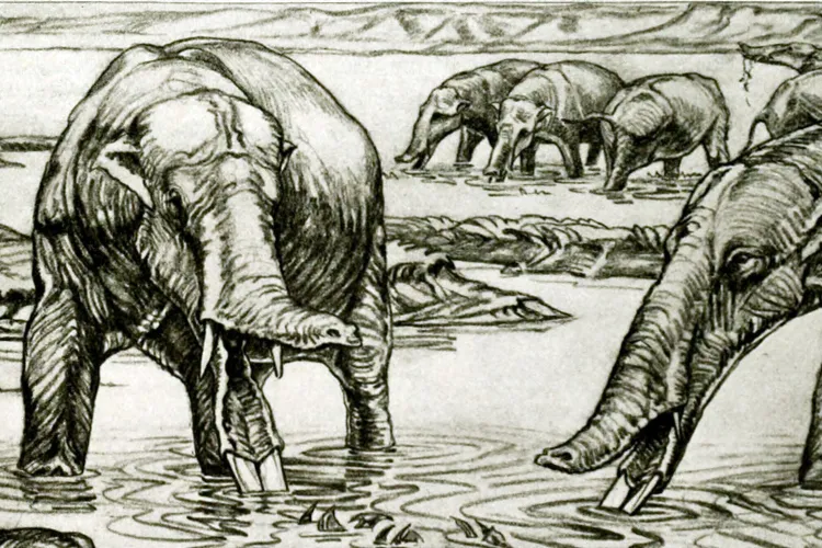 Shovel-tusked elephants like&nbsp;Amebelodon&nbsp;were discovered nearly a century ago, and paleontologists have learned more about their anatomy and behavior with time. This 1932 illustration was later found to be inaccurate, as&nbsp;Amebelodon&nbsp;actually had a longer and narrower trunk.
