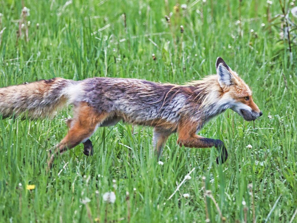 Silver Phase Fox Carrying A Mole | Smithsonian Photo Contest ...