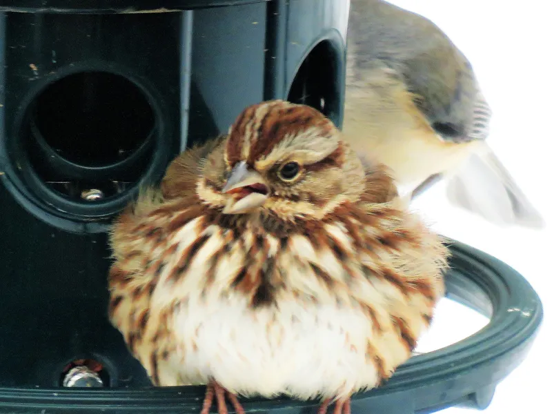 fat bird | Smithsonian Photo Contest | Smithsonian Magazine