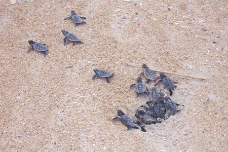 Baby turtles emerge and scatter from a small hole in the sand