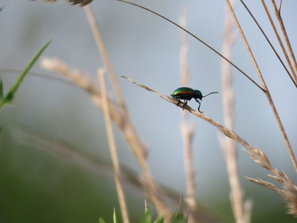 A Dogbane Leaf Beetle at Bombay Hook NWR thumbnail