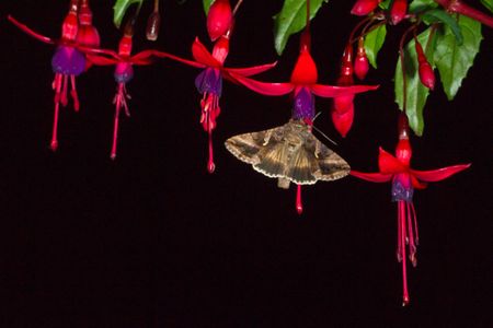 Silver Y Moth (Autographa gamma), feeding on fuchsia flowers at night in a garden. 