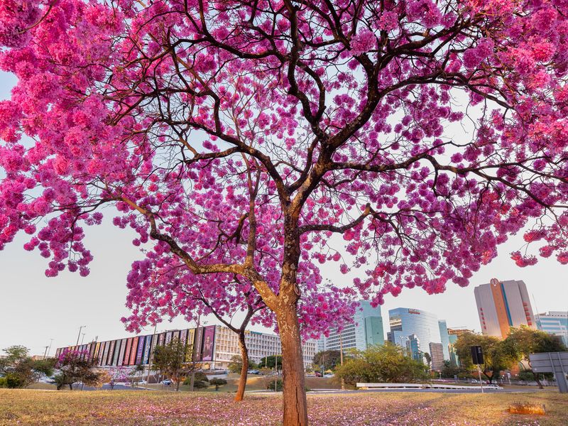 O Ipê Rosa | Smithsonian Photo Contest | Smithsonian Magazine
