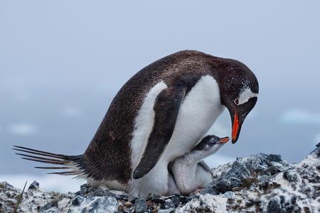 This grand-prize-winning image captures a touching moment between a parent gentoo penguin and its and chick.