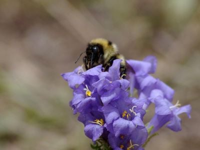 Queen bumblebee, Bombus balteatus, foraging for nectar on the alpine wildflower Polemonium viscosum.