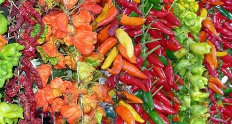If spicy fruits are helpful to a chili plant, why aren't all chili peppers hot?