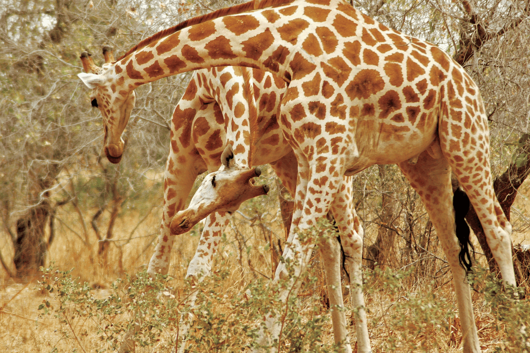 Seeing giraffes on safari