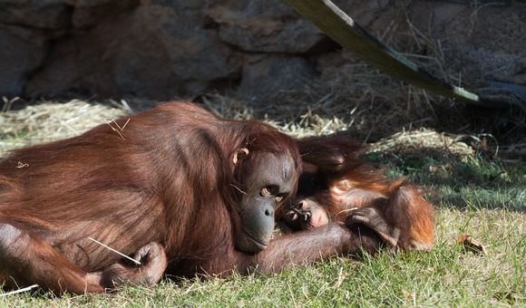 Orangutan mother Batang and infant Redd at the Smithsonian's National Zoo.