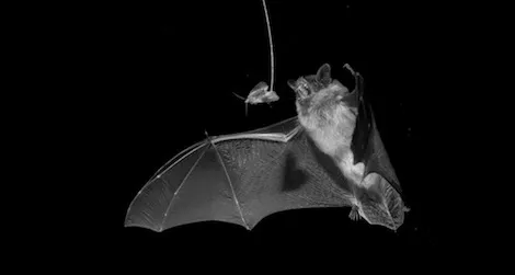 20130920094151bat-copy.jpg