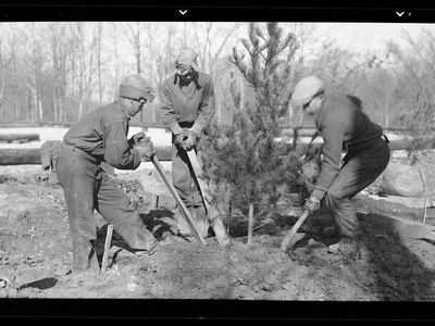 CCC workers plant trees at Mammoth Cave National Park in 1938. It's thought that "Roosevelt's Tree Army" planted 3 billion trees during the group's tenure. 