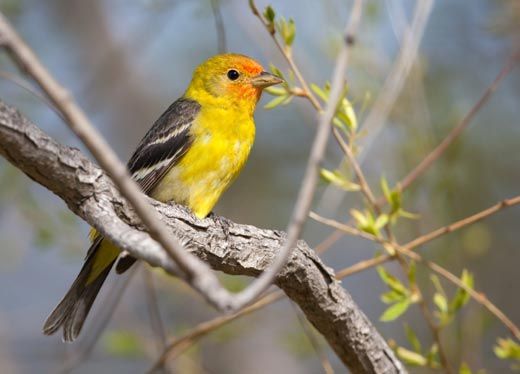 Western tanager