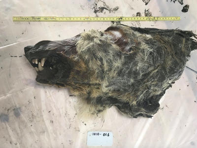 The specimen is the first (partial) carcass of an adult Pleistocene steppe wolf—an extinct lineage distinct from modern wolves—ever found

