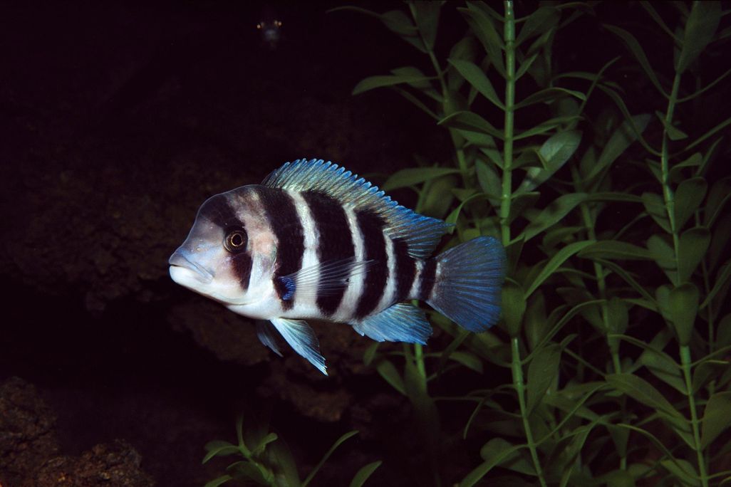 Cichlid