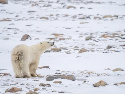 The two Hudson Bay polar bear groups are often considered indicators of how the 17 other polar bear subpopulations will fare in the future.
