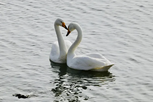 Swan Love thumbnail