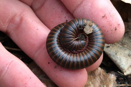 Since the start of the pandemic, people all over the world have increased their time spent with nature.  (Smithsonian National Zoo and Conservation Biology Institute)