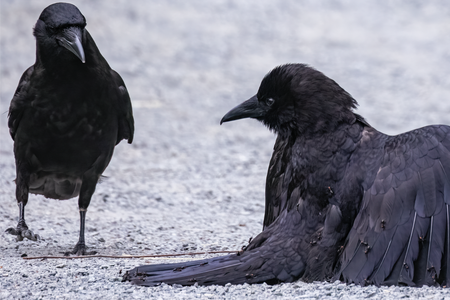 More than 200 bird species show anting behavior, which involves fanning their wings out on the ground and picking up insects, usually ants. But capturing a photo of the behavior is rare.

