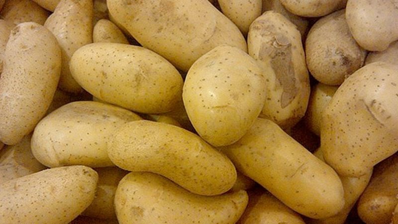 Horrific Tales of Potatoes That Caused Mass Sickness and Even