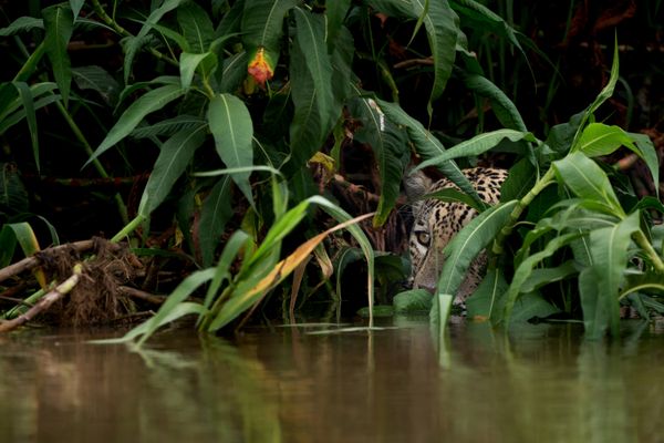 Jaguar at Pantanal thumbnail