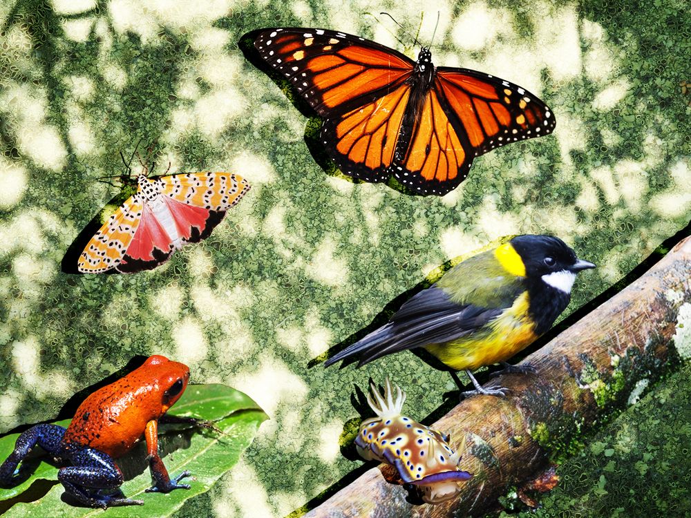 Toxic Animals