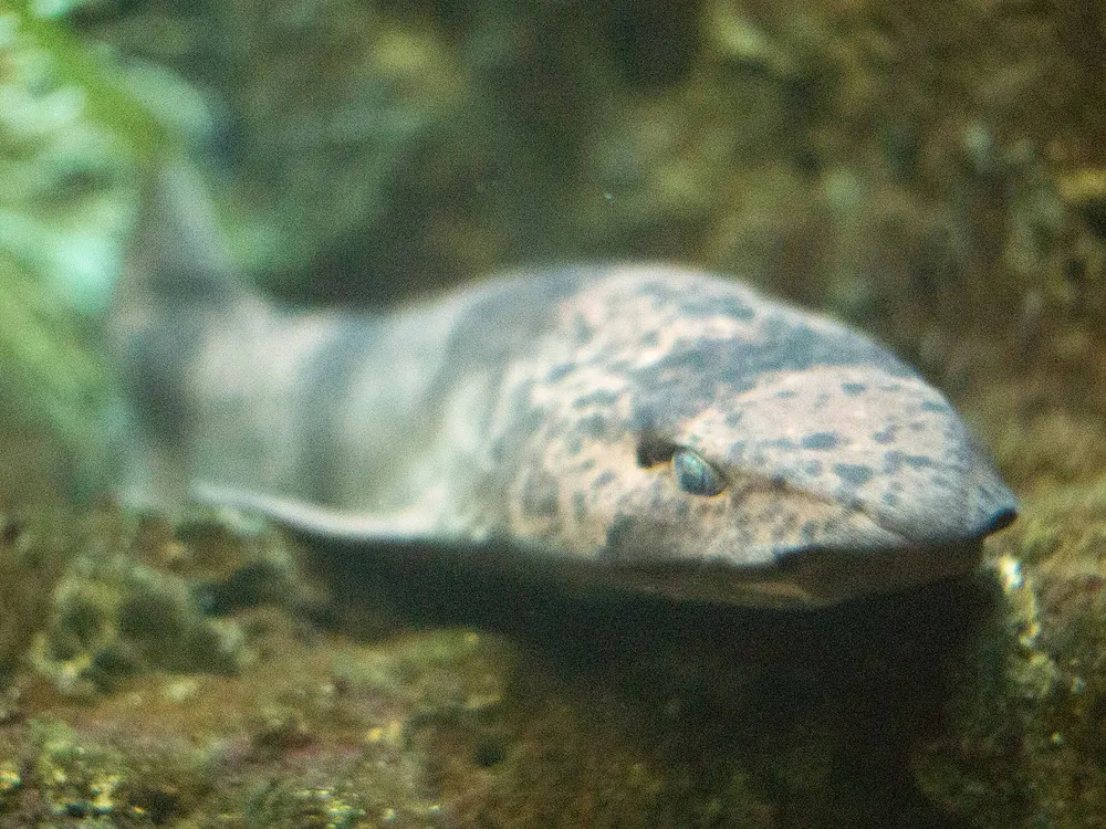Image of draughtboard shark, a speckled bottom-dwelling fish, at the shedd aquarium
