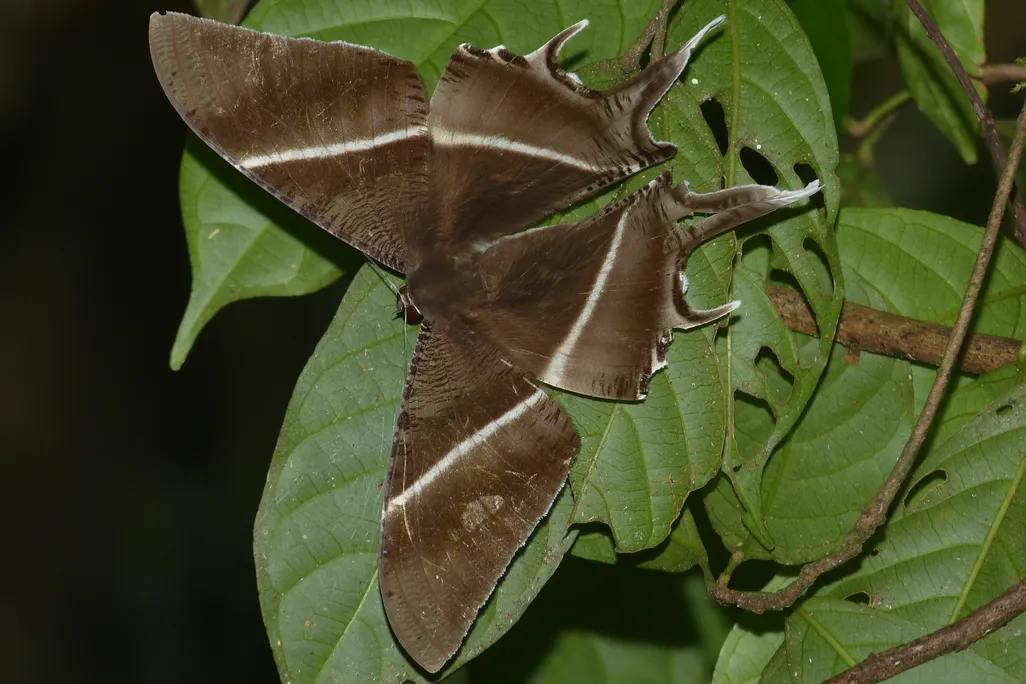 Giant Moths Have Descended on Malaysia, And No One Knows Why