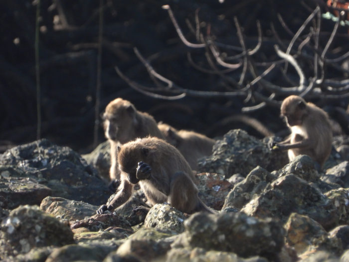 A long-tailed macaque bangs on a source of food with a rock