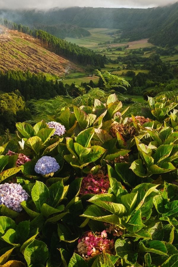 Azorean Fields thumbnail