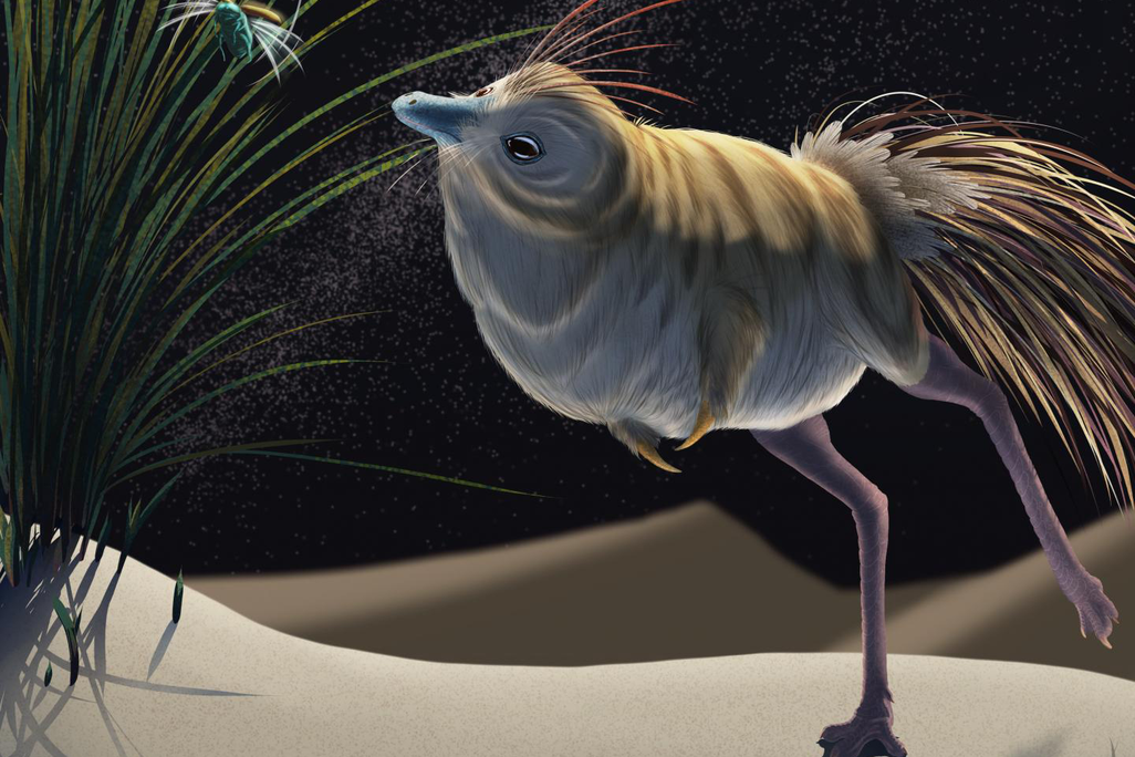 An illustration shows a feathered dinosaur with long legs and a very round body hunting a bug on tall grass