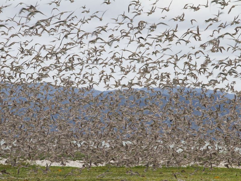 Flock of migrating birds | Smithsonian Photo Contest | Smithsonian Magazine