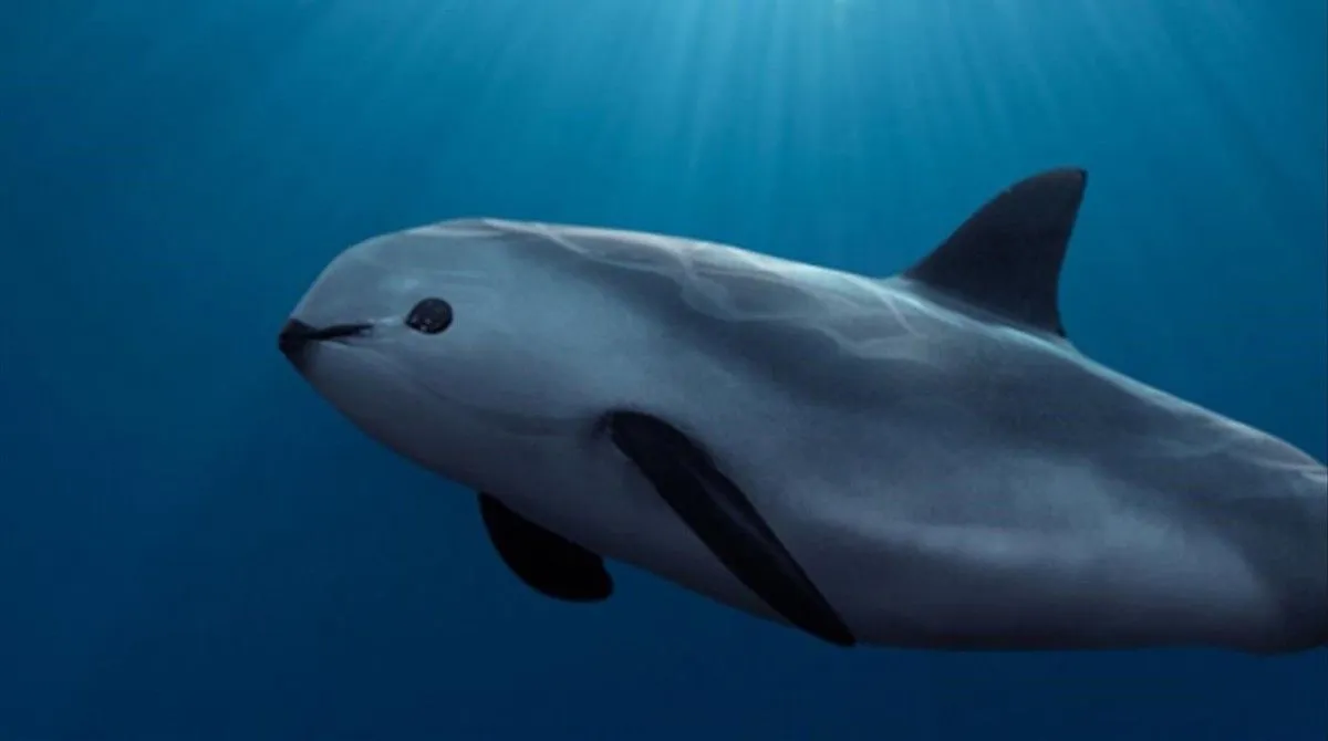 Meet The Stunning Vaquita - The Rarest Animal In The World With Only 10 In  Existence - Kingdoms TV