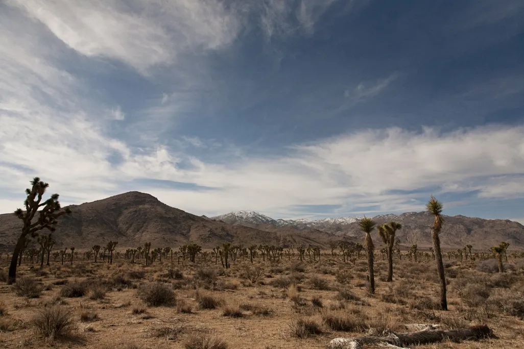 Desert