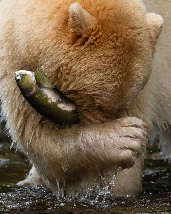 Laaya the Spirit Bear with a Freshly Caught Salmon thumbnail