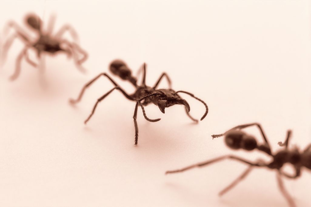 ants