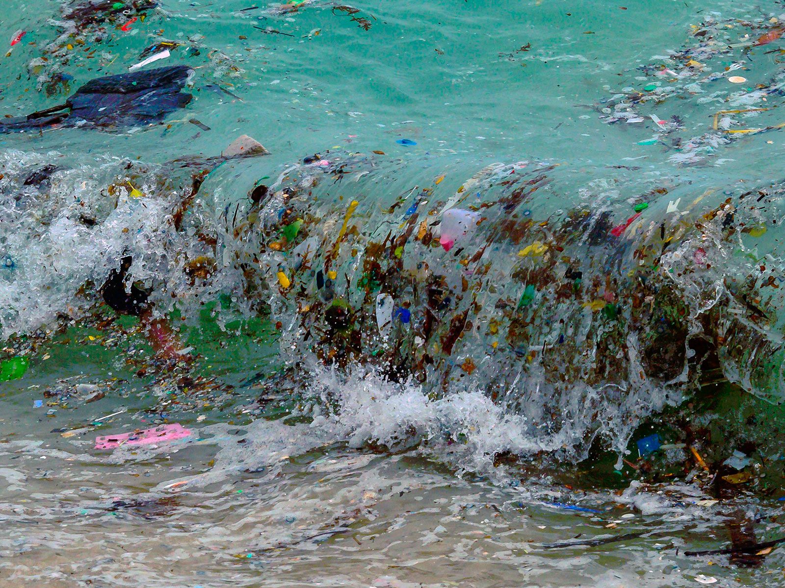 Les agents pathogènes humains font du stop sur le plastique flottant |  La science