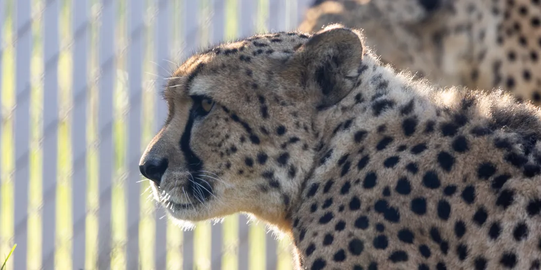 Side profile of an adult male cheetah.