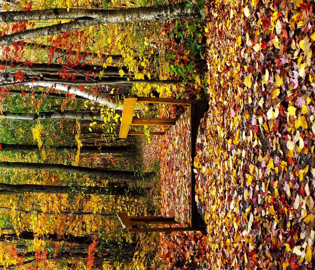 Colours of autumn in Quebec City. | Smithsonian Photo Contest
