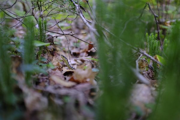 Forest thumbnail