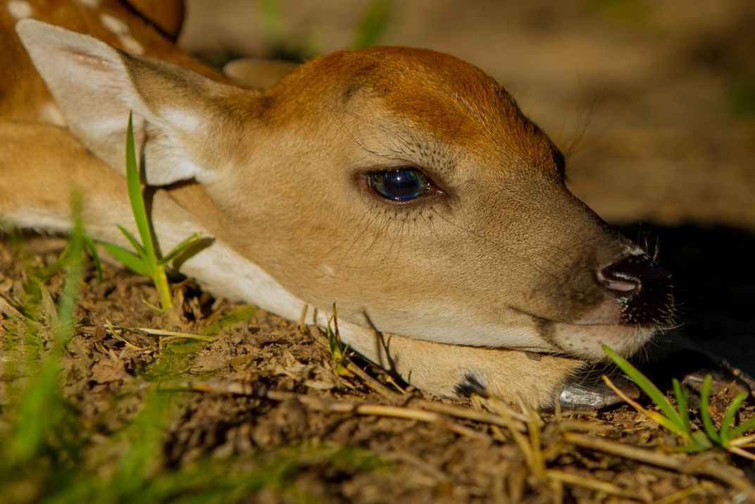 A fawn days after birth staying low to avoid predators. | Smithsonian