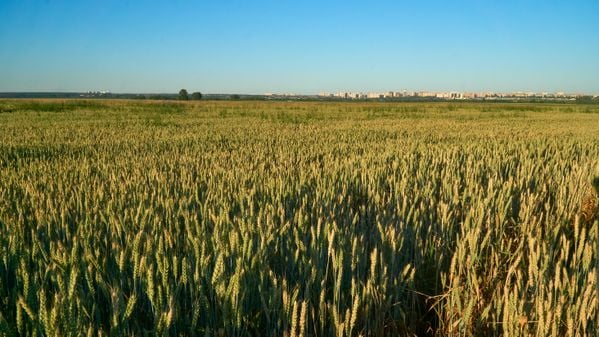 Grain fields in summer reaching residential areas of the city thumbnail