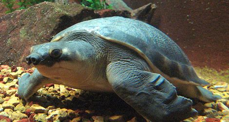 A pig-nosed turtle at the Shedd Aquarium