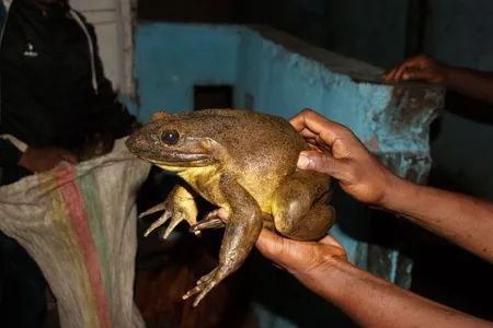 An adult Goliath frog caught by a local frog hunter.

